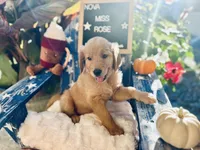 Miss Rose, a female Golden Retriever for sale in Inverness, FL – 3 of 5