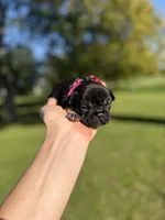 Honey, a female French Bulldog for sale in Fairmount, IN – 2 of 4