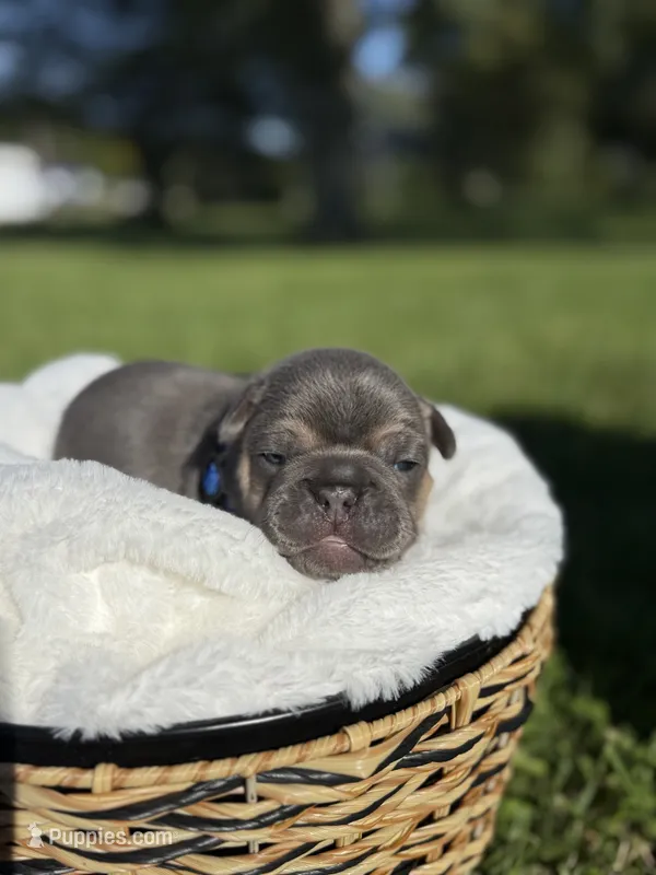 Goose, a male French Bulldog for sale in Fairmount, IN – 1 of 3
