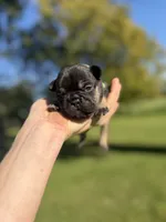 Scout, a male French Bulldog for sale in Fairmount, IN – 1 of 4