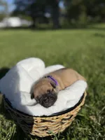 Daisy, a female French Bulldog for sale in Fairmount, IN – 3 of 5