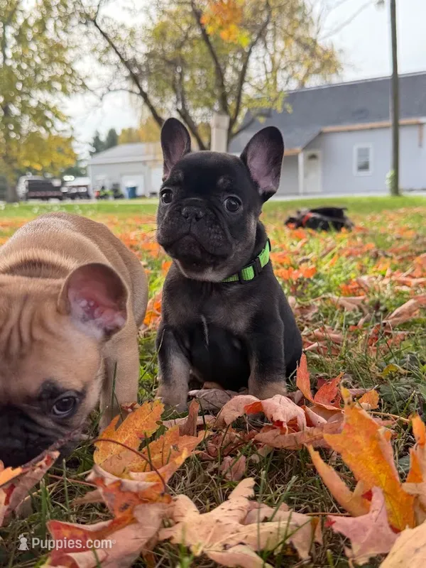 Scout – French Bulldog puppy for sale in Fairmount, IN