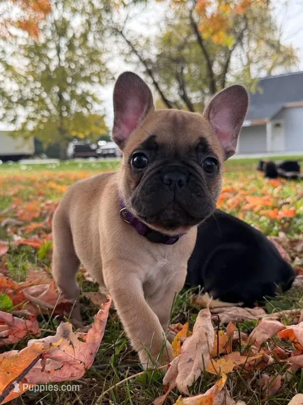 Daisy – French Bulldog puppy for sale in Fairmount, IN