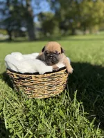 Daisy, a female French Bulldog for sale in Fairmount, IN – 2 of 5