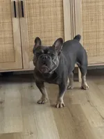 Rhys, a male French Bulldog for sale in Fairmount, IN – 2 of 8