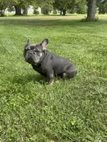 Rhys, a male French Bulldog for sale in Fairmount, IN – 6 of 8