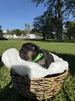 Scout, a male French Bulldog for sale in Fairmount, IN – 3 of 4
