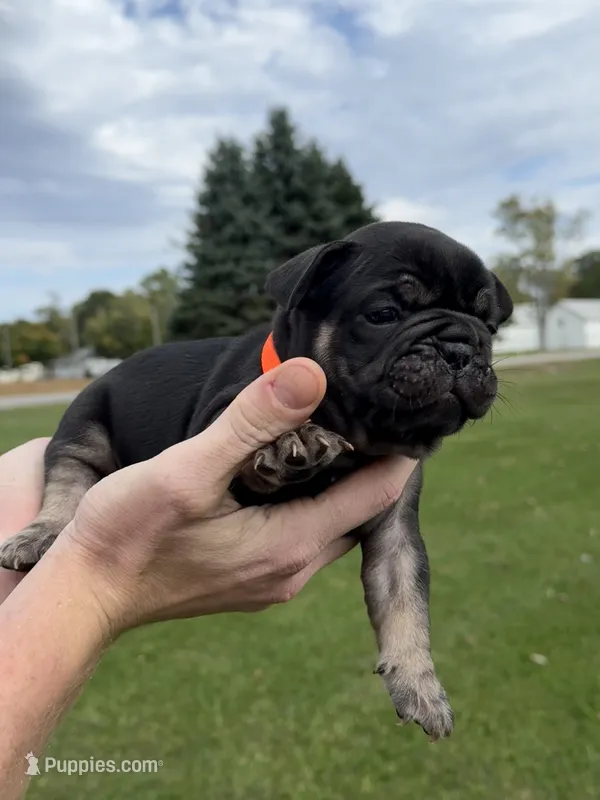 Rusty – French Bulldog puppy for sale in Fairmount, IN