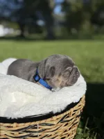 Goose, a male French Bulldog for sale in Fairmount, IN – 2 of 3