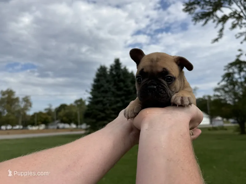Daisy – French Bulldog puppy for sale in Fairmount, IN