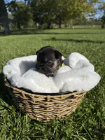 Tater, a male French Bulldog for sale in Fairmount, IN – 3 of 4
