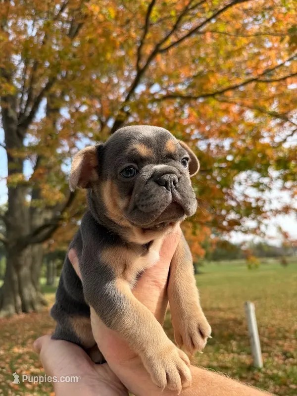 Goose – French Bulldog puppy for sale in Fairmount, IN