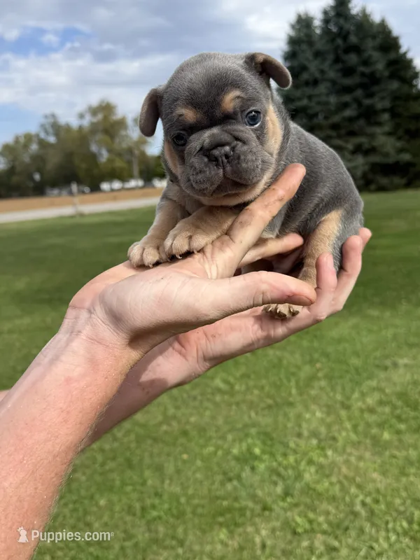 Goose – French Bulldog puppy for sale in Fairmount, IN