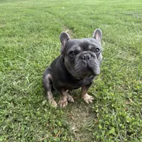 Rhys, a male French Bulldog for sale in Fairmount, IN – 5 of 8