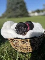 Honey, a female French Bulldog for sale in Fairmount, IN – 3 of 4