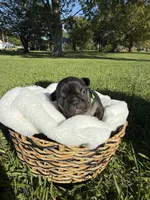 Scout, a male French Bulldog for sale in Fairmount, IN – 4 of 4