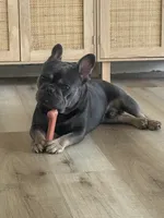 Rhys, a male French Bulldog for sale in Fairmount, IN – 3 of 8