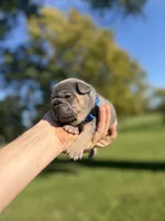 Goose, a male French Bulldog for sale in Fairmount, IN – 3 of 3