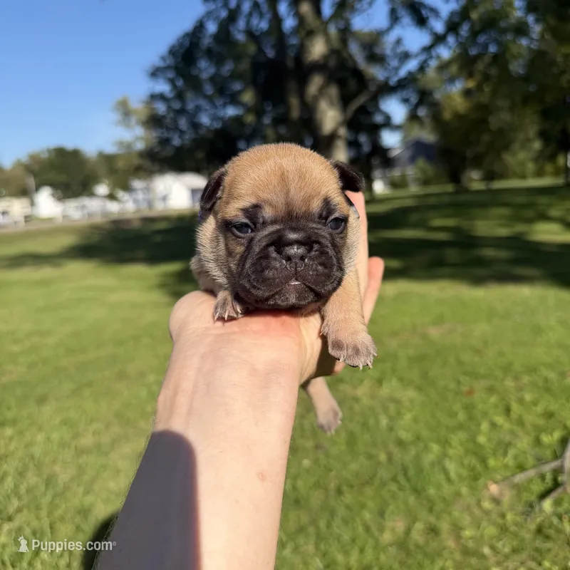 Daisy, a female French Bulldog for sale in Fairmount, IN – 1 of 5