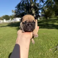 Daisy, a female French Bulldog for sale in Fairmount, IN – 1 of 5