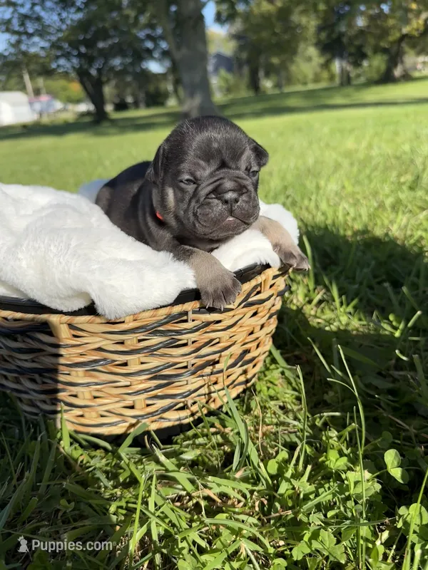 Rusty, a male French Bulldog for sale in Fairmount, IN – 1 of 3
