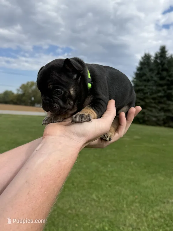 Scout – French Bulldog puppy for sale in Fairmount, IN