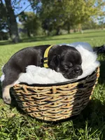 Tater, a male French Bulldog for sale in Fairmount, IN – 4 of 4