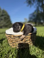 Tater, a male French Bulldog for sale in Fairmount, IN – 2 of 4