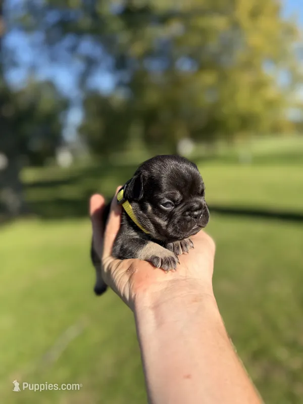 Tater, a male French Bulldog for sale in Fairmount, IN – 1 of 4