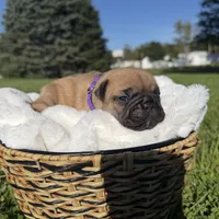Daisy, a female French Bulldog for sale in Fairmount, IN – 4 of 5