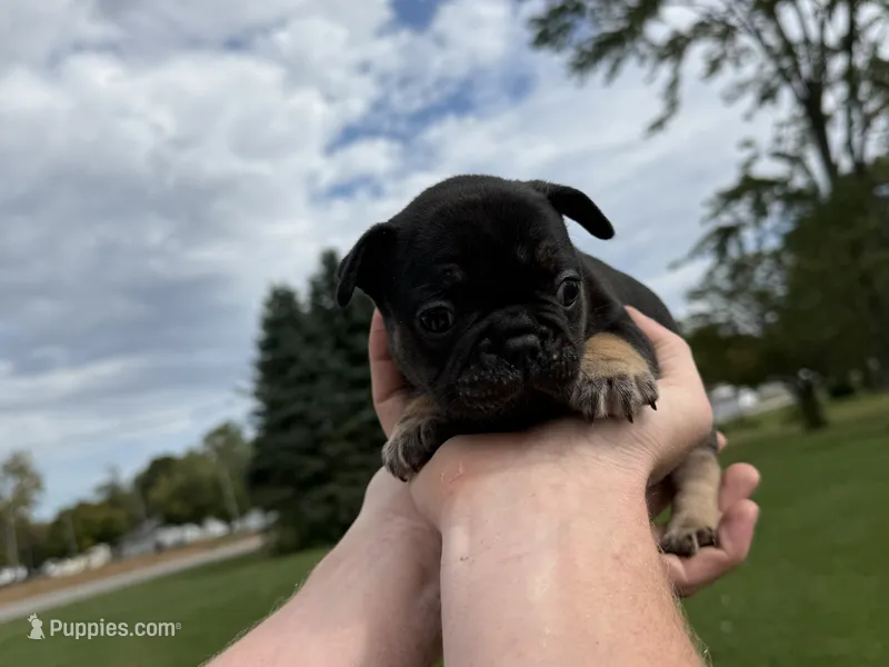 Pinky – French Bulldog puppy for sale in Fairmount, IN