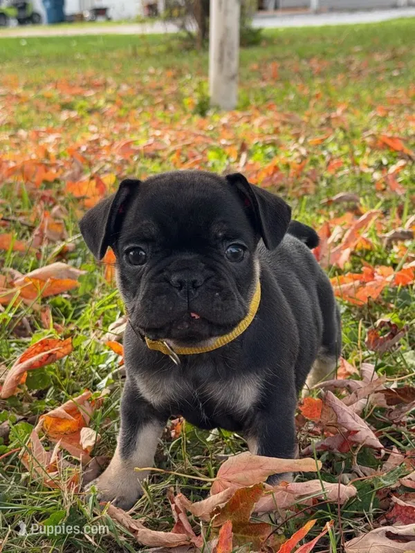 Tater – French Bulldog puppy for sale in Fairmount, IN