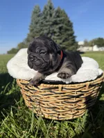 Rusty, a male French Bulldog for sale in Fairmount, IN – 2 of 3