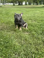 Rhys, a male French Bulldog for sale in Fairmount, IN – 7 of 8