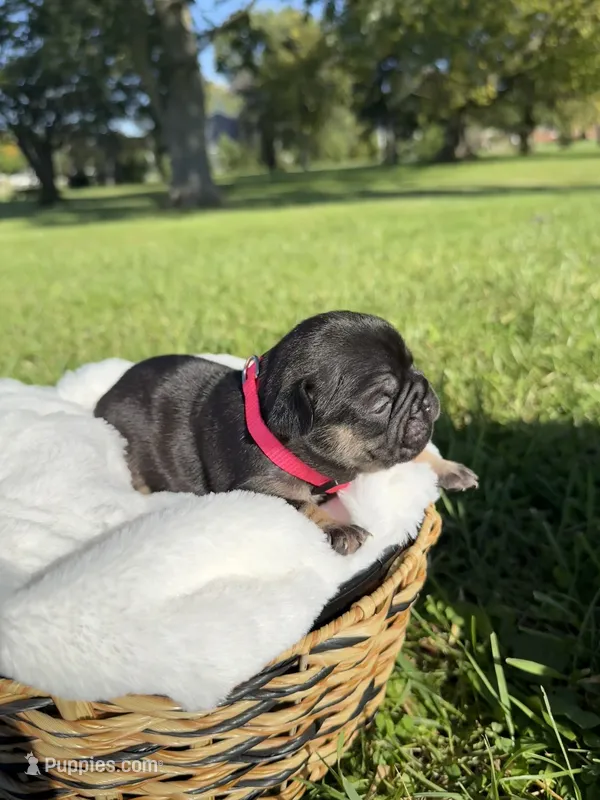 Honey – French Bulldog puppy for sale in Fairmount, IN