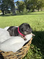 Honey, a female French Bulldog for sale in Fairmount, IN – 1 of 4