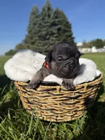 Rusty, a male French Bulldog for sale in Fairmount, IN – 3 of 3