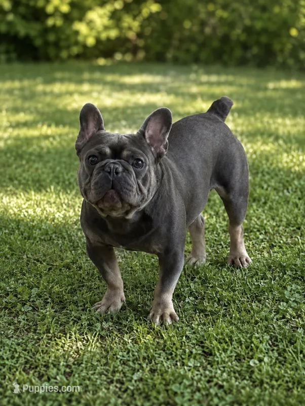 Rhys – French Bulldog puppy for sale in Fairmount, IN