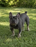 Rhys, a male French Bulldog for sale in Fairmount, IN – 1 of 8