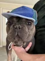 Rhys, a male French Bulldog for sale in Fairmount, IN – 4 of 8