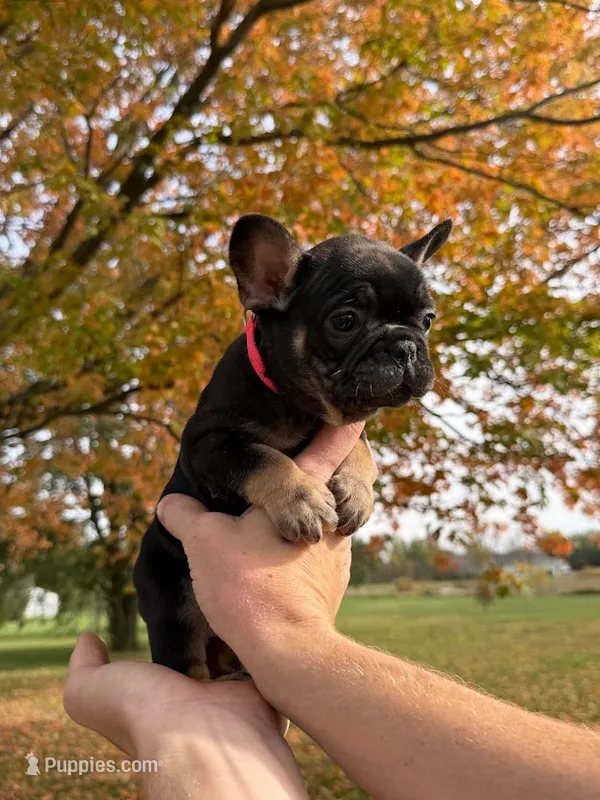 Pinky – French Bulldog puppy for sale in Fairmount, IN