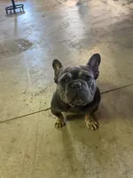 Rhys, a male French Bulldog for sale in Fairmount, IN – 8 of 8