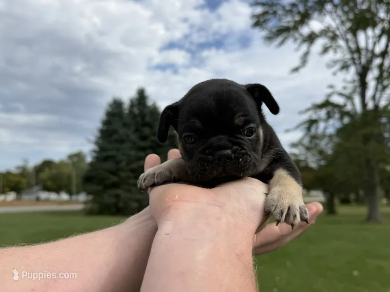 Tater – French Bulldog puppy for sale in Fairmount, IN