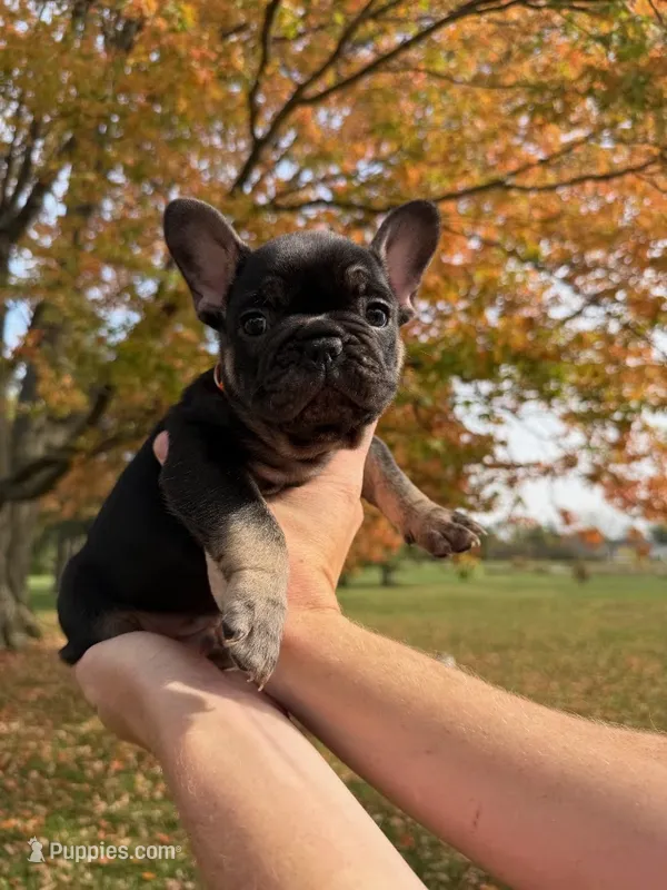 Rusty – French Bulldog puppy for sale in Fairmount, IN