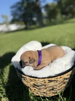 Daisy, a female French Bulldog for sale in Fairmount, IN – 5 of 5