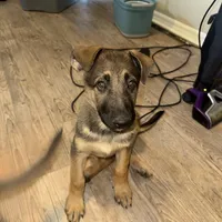 Zeus, a male German Shepherd Dog for sale in Pinellas Park, FL – 1 of 1