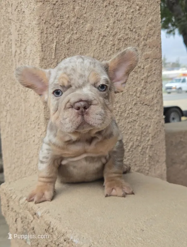 Nova jr – French Bulldog puppy for sale in Visalia, CA