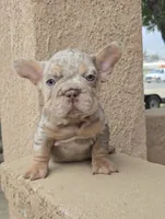 Nova jr, a male French Bulldog for sale in Visalia, CA – 1 of 1