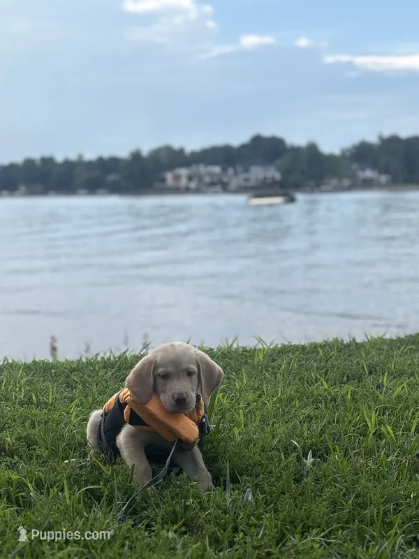 Jake – Labrador Retriever puppy for sale in Charlotte, NC