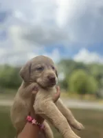 Jake, a male Labrador Retriever for sale in Charlotte, NC – 3 of 7